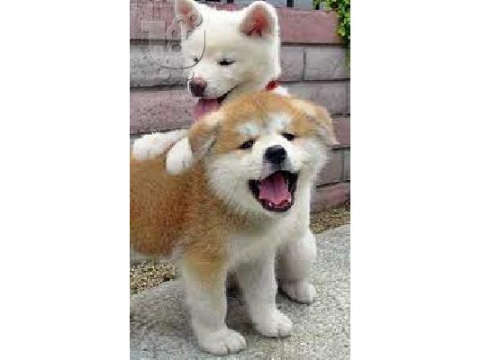 5 prekrasnih japanskih akita; Mama je rodovnica i KC je